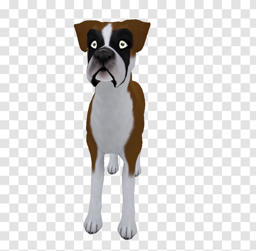 Boston Terrier Boxer Puppy Dog Breed Companion - Snout Transparent PNG