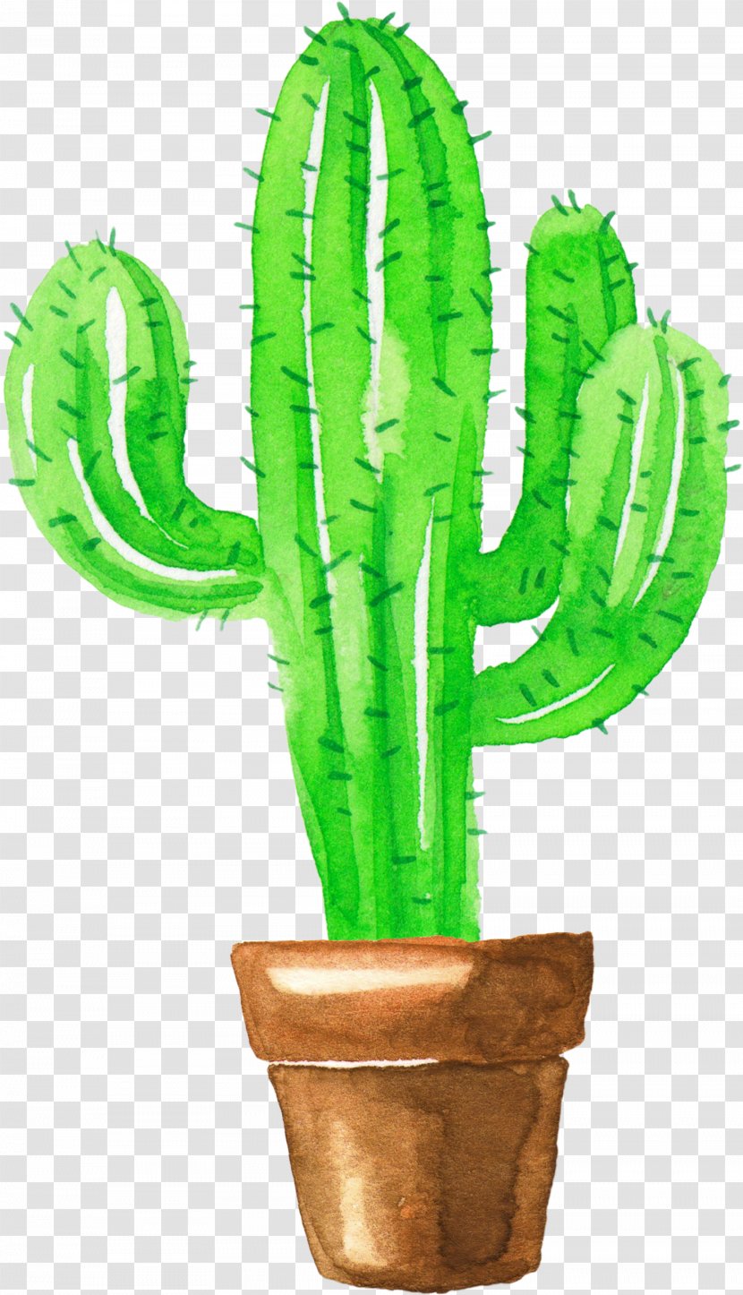 Cactaceae Painting Succulent Plant - Hedgehog Cactus - Creative Pendant Transparent PNG