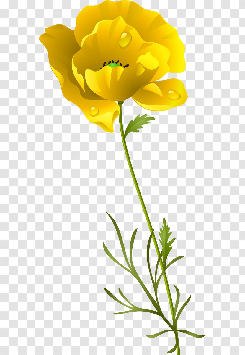 Cut Flowers Opium Poppy Petal - Yellow - Poppies Transparent PNG