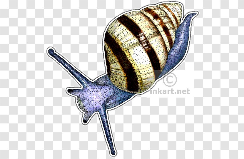 Land Snail Drawing Tree Achatinella Fulgens - Gastropods Transparent PNG