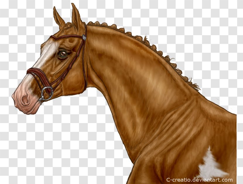 Mane Mustang Halter Stallion Mare - Sorrel - Chestnut Transparent PNG