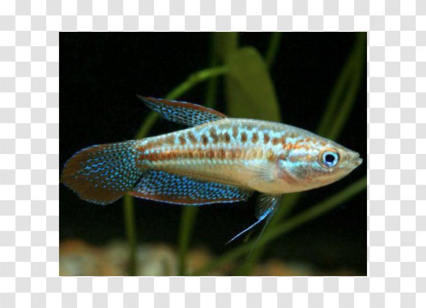 Dwarf Gourami Sparkling Fish Aquariums - Freshwater Aquarium Transparent PNG