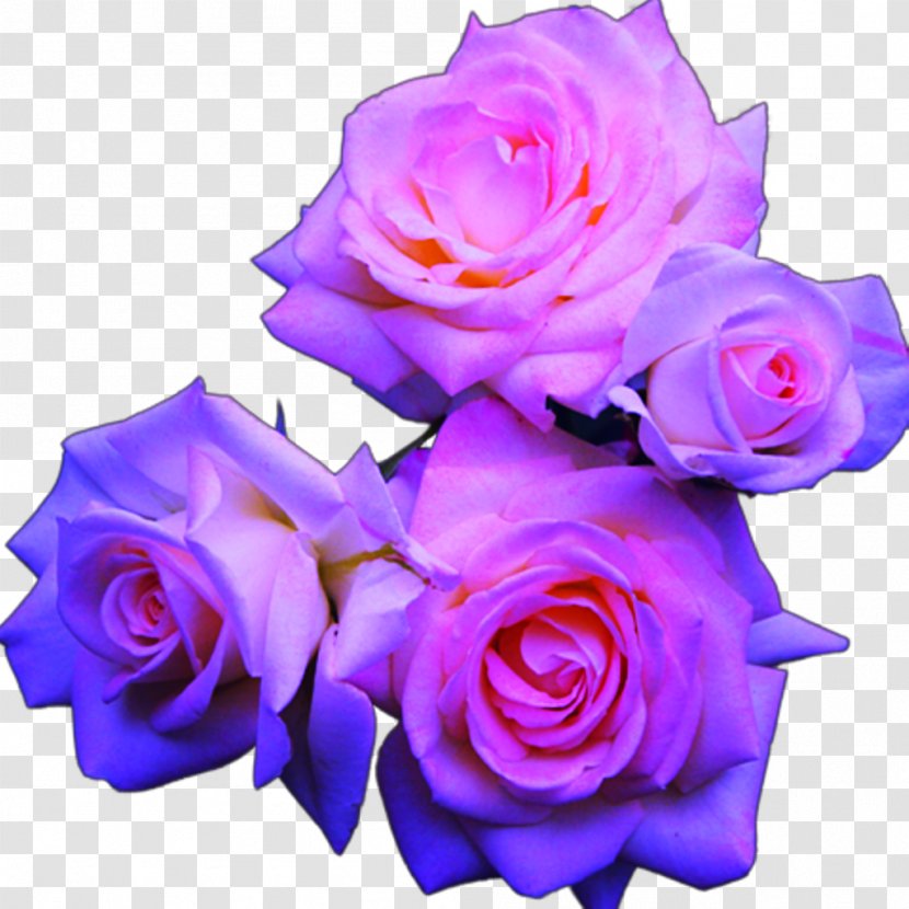Blue Rose Pink Flowers Transparent PNG