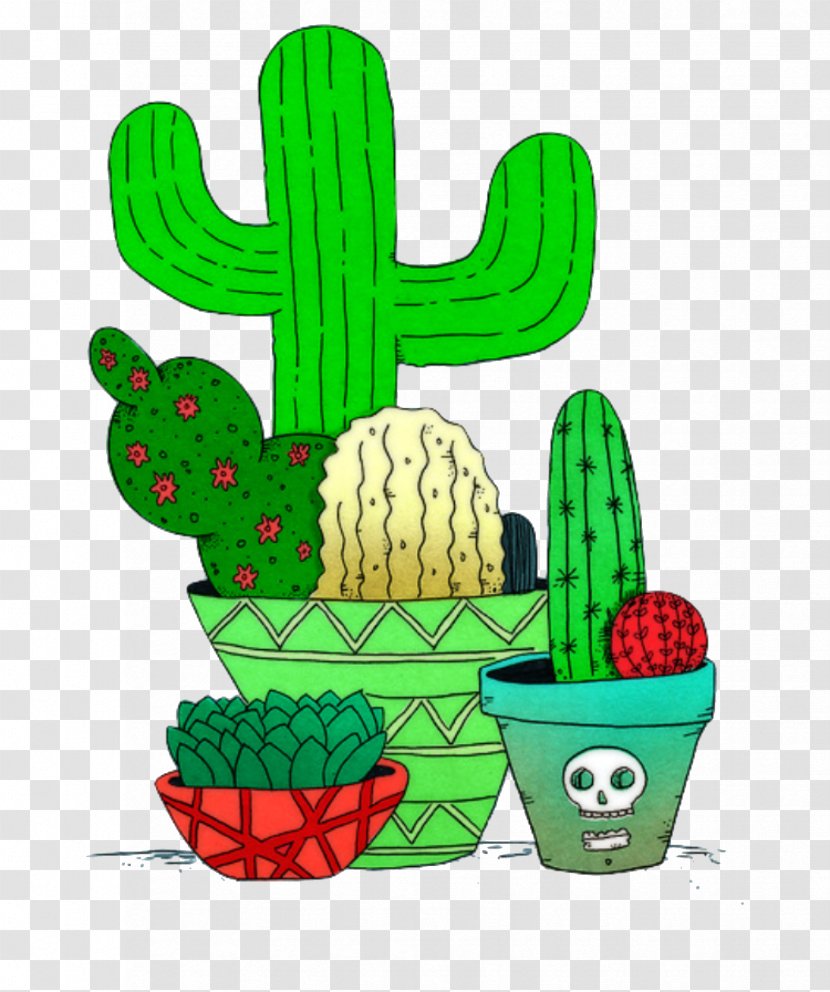 Cactus Cacti And Succulents Succulent Plant Image Floral Illustrations - Caryophyllales Transparent PNG