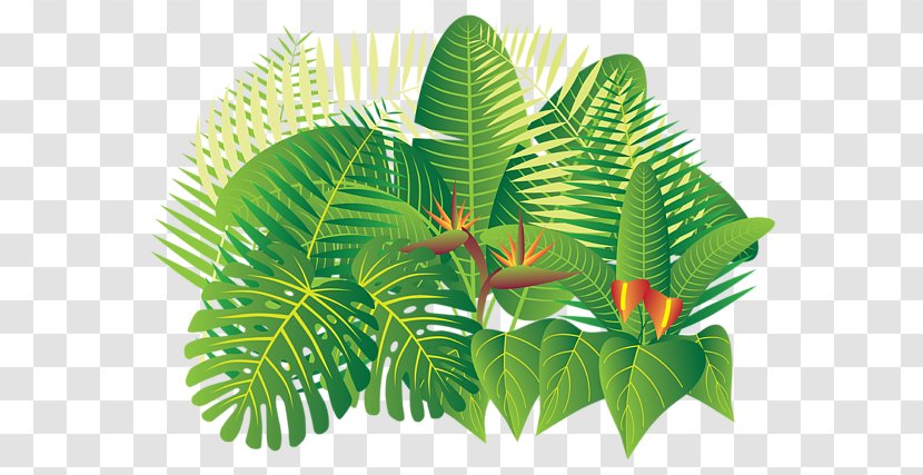 Tropical Rainforest Tropics Plant - Photography - Jungle Forest Transparent PNG