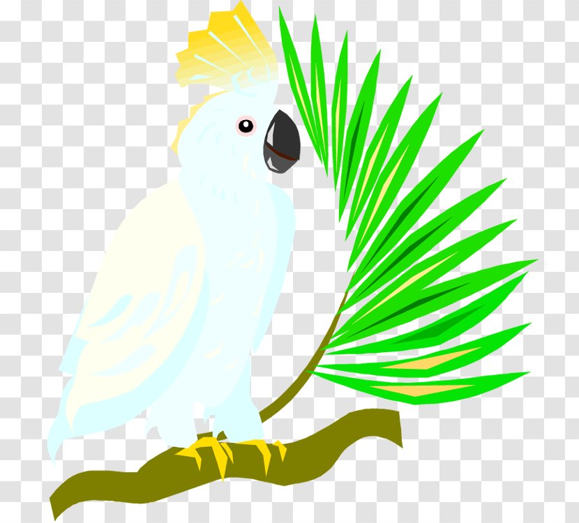 Budgerigar Cockatoo Free Content Clip Art - Artwork - Cartoon Pictures Of Parrots Transparent PNG