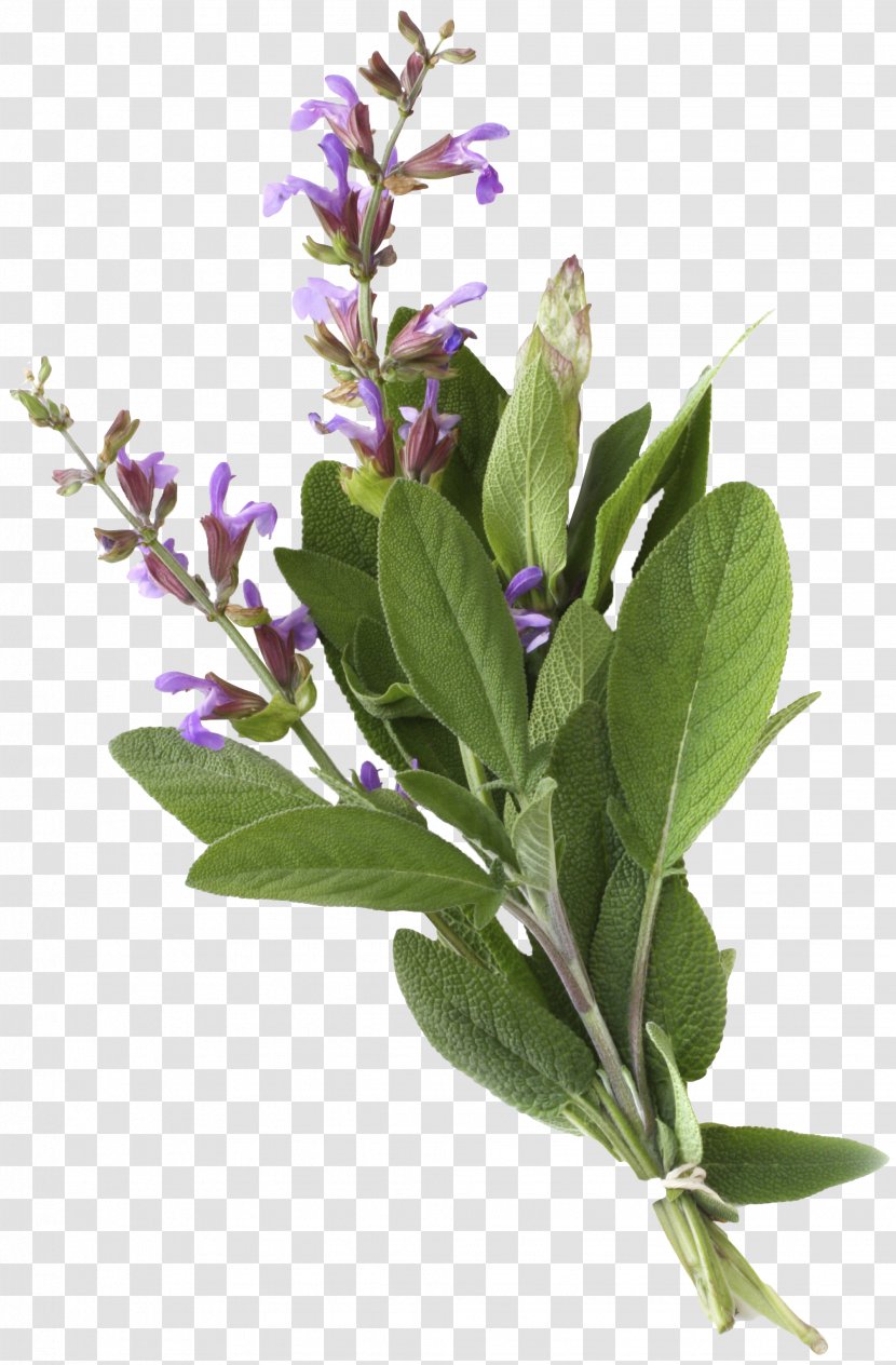 Common Sage Stock Photography Herb Essential Oil Officinalis - Perennial Lamiaceae Transparent PNG