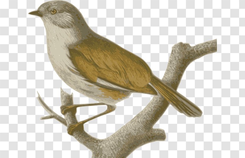Sparrow Birds Of The World: Recommended English Names Old World Babbler Phylloscopidae - Cuculiformes - TWIG Transparent PNG