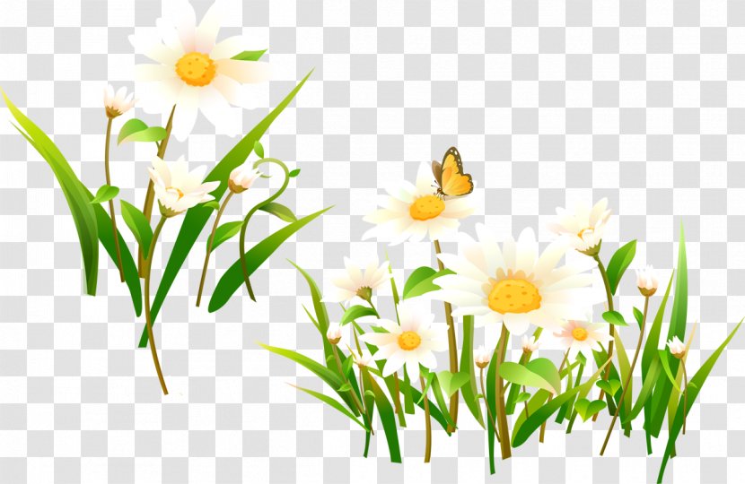 Flower Matricaria Desktop Wallpaper Clip Art - Meadow - Camomile Transparent PNG