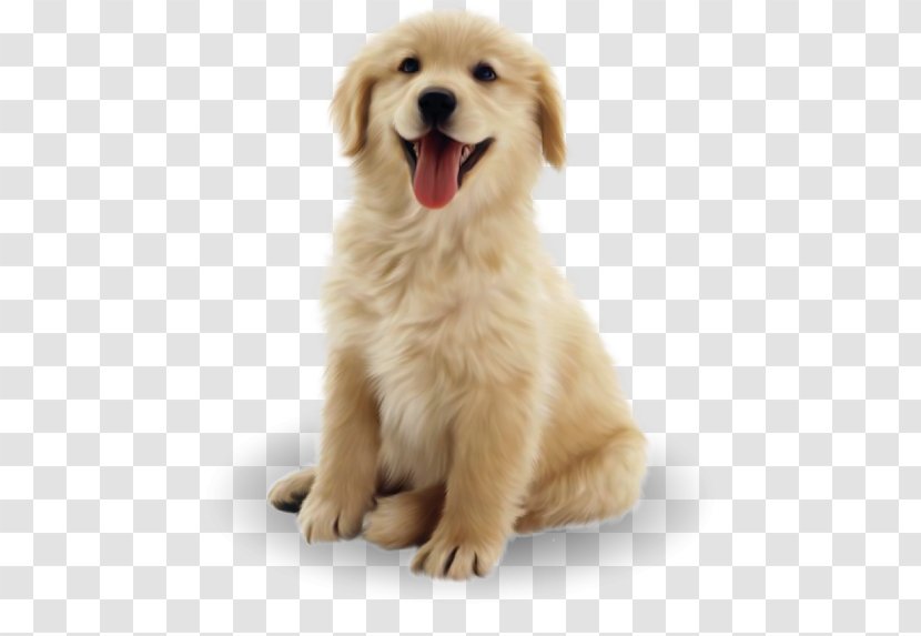 Golden Retriever Labrador Puppy Border Collie Dalmatian Dog Transparent PNG