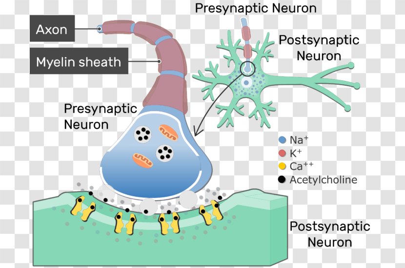 Neurotransmitter Synapse Cholinergic Acetylcholine Neurotransmission - Silhouette - Postsynaptic Potential Transparent PNG