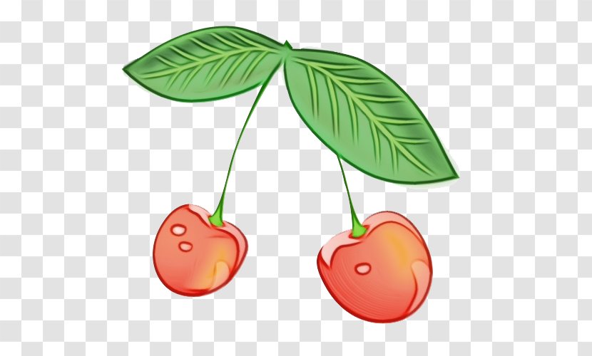 Leaf Cherry Plant Tree Fruit - Flower Woody Transparent PNG