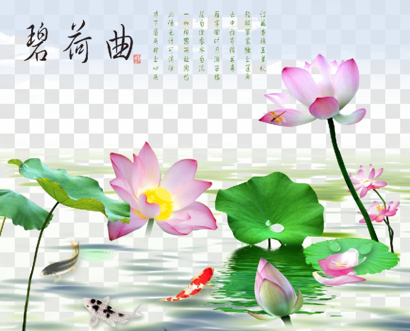 Nelumbo Nucifera - Material - Blossoming Lotus Transparent PNG