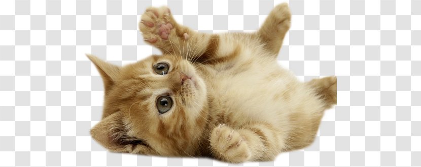 Kitten British Shorthair European Cuteness Puppy - Cat Transparent PNG