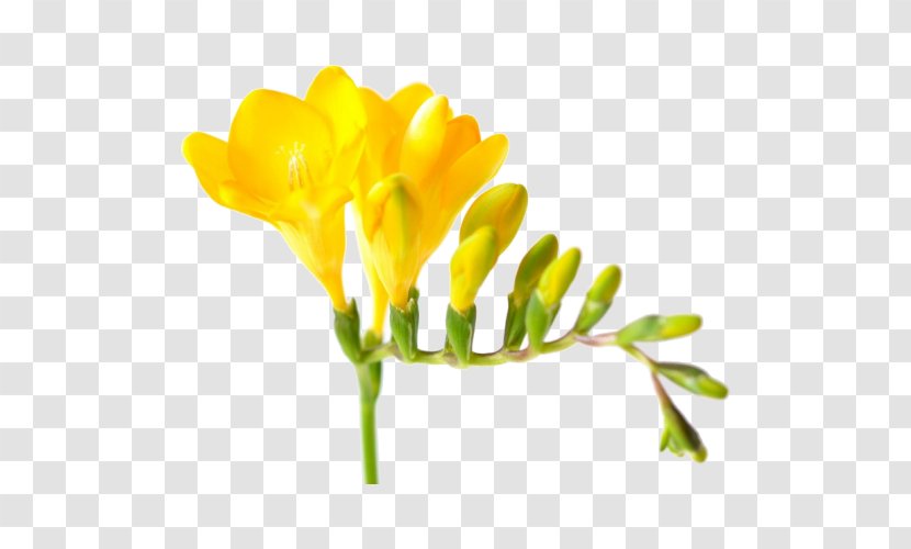 Yellow Cut Flowers Petal Flower Bouquet - Color Transparent PNG