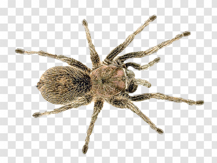 Spider Insect Wolf Spider Widow Spiders Brown Recluse Spider Transparent PNG