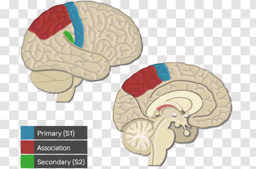 Visual Cortex Cerebral Primary Motor Brain - Cartoon Transparent PNG
