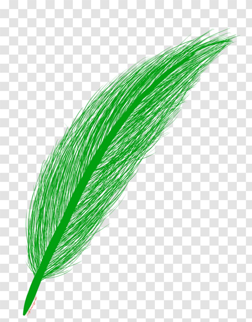 Commodity - Grass Family - Green Feather Transparent PNG