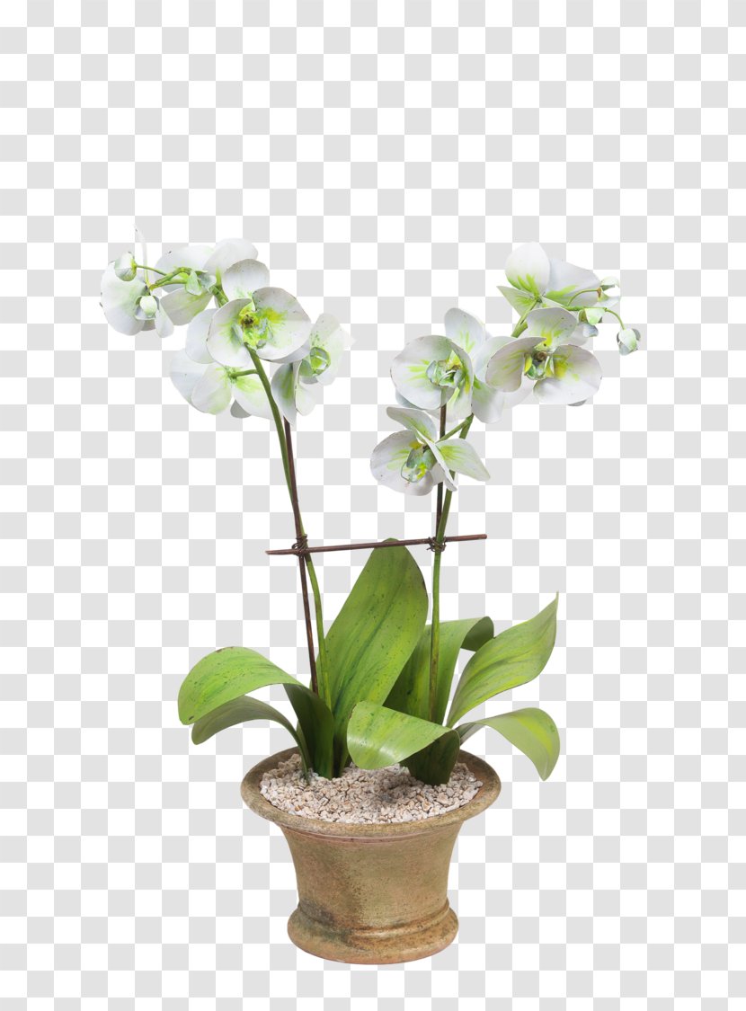 Harvard Museum Of Natural History Glass Flowers Artificial Flower Moth Orchids - Flowering Plant Transparent PNG