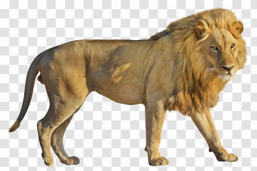Lion Computer File - Mammal Transparent PNG