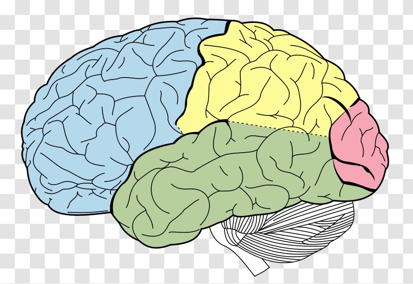 Lobes Of The Brain Parietal Lobe Temporal Frontal - Watercolor Transparent PNG