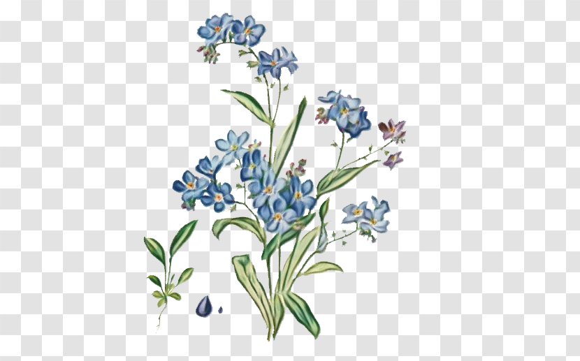 Watercolor Flower Background - Plant - Wildflower Delphinium Transparent PNG