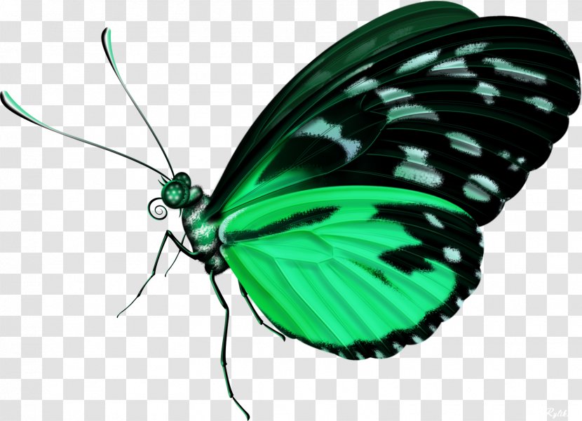 Butterfly Clip Art - Computer Graphics Transparent PNG