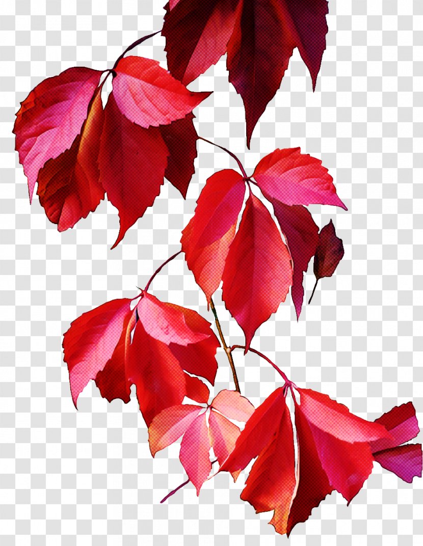 Leaf Red Tree Flower Plant - Twig Deciduous Transparent PNG