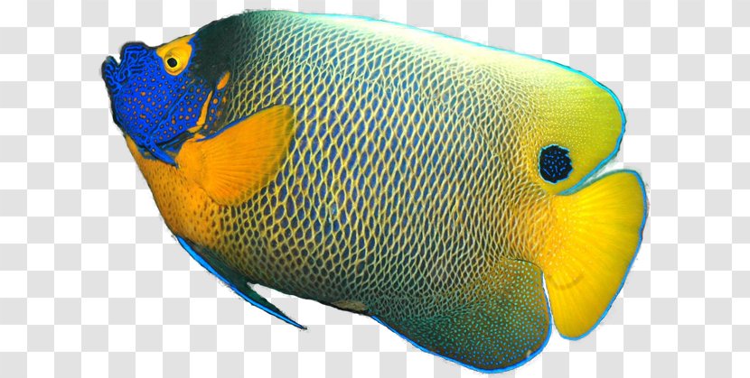 Gray Angelfish Pomacanthus Xanthometopon Tropical Fish - Organism Transparent PNG