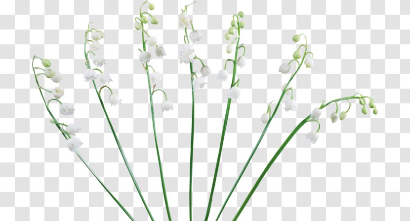 Lavender Floral Design Cut Flowers Plant Stem - Grass - Lily Of The Valley Icon Transparent PNG