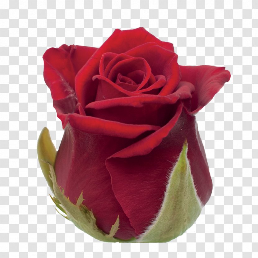 Garden Roses Cabbage Rose Cut Flowers Petal - Miss Piggy Transparent PNG