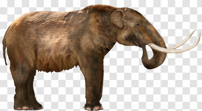 American Mastodon Woolly Mammoth Columbian Elephant Proboscidea - Lion - Twigs Transparent PNG