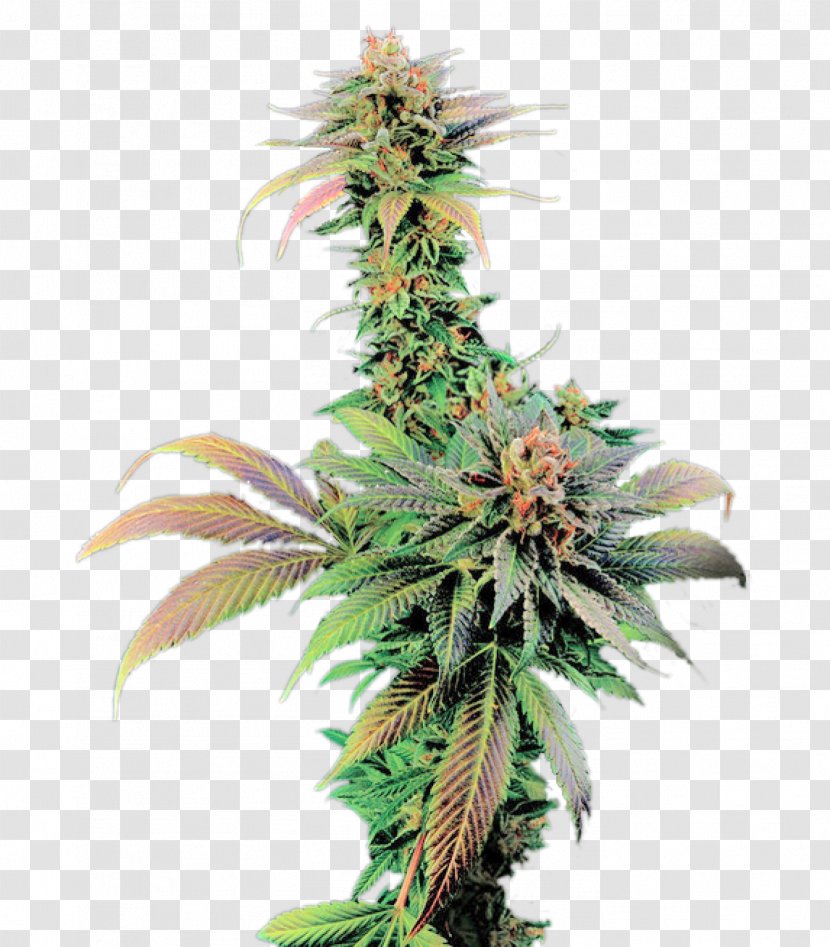 Feminized Cannabis Cup White Widow Skunk Seed - Cash On Delivery - Weeds Transparent PNG
