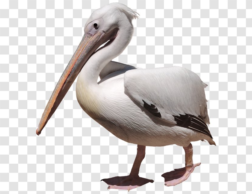 Pelican Clip Art - Display Resolution - Shorebird Transparent PNG