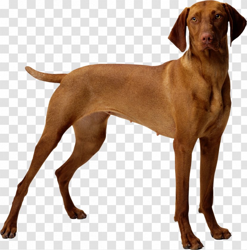 Puppy Great Dane Bulldog Vizsla Jack Russell Terrier - Golden Retriever Transparent PNG