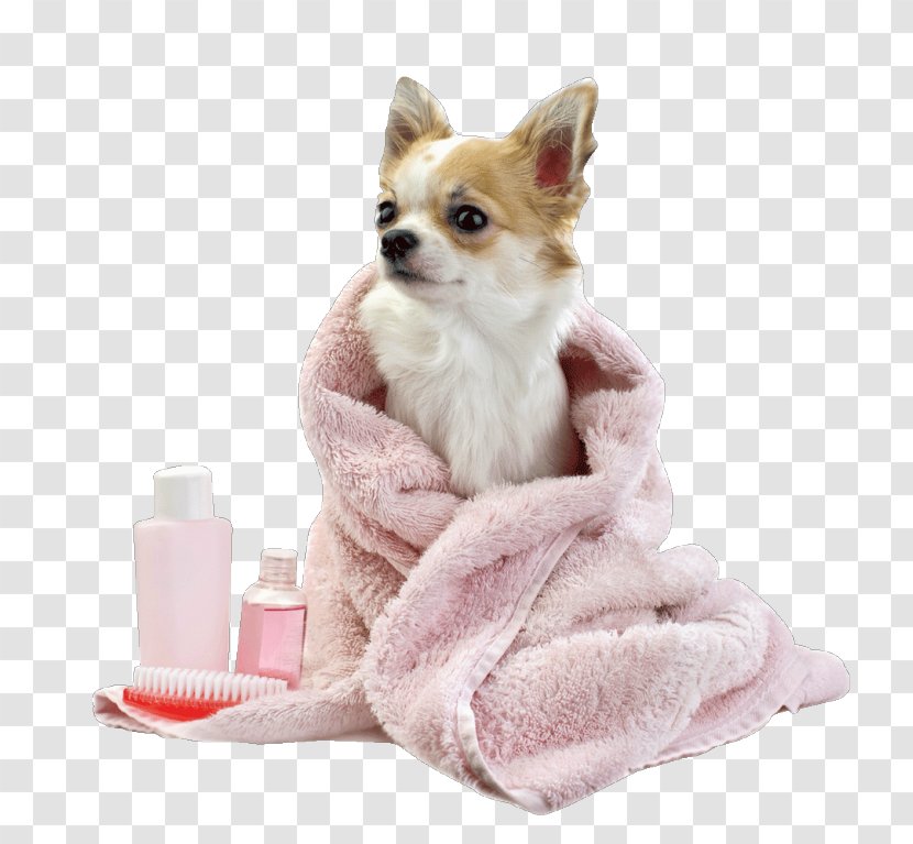 Pet Grooming Service Foxy Locks & Doggie Daycare Chihuahua Dog - Skin - Puppy Transparent PNG