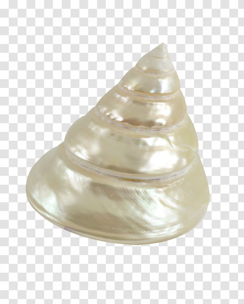 Shankha Seashell Trochus - Clams Oysters Mussels And Scallops Transparent PNG