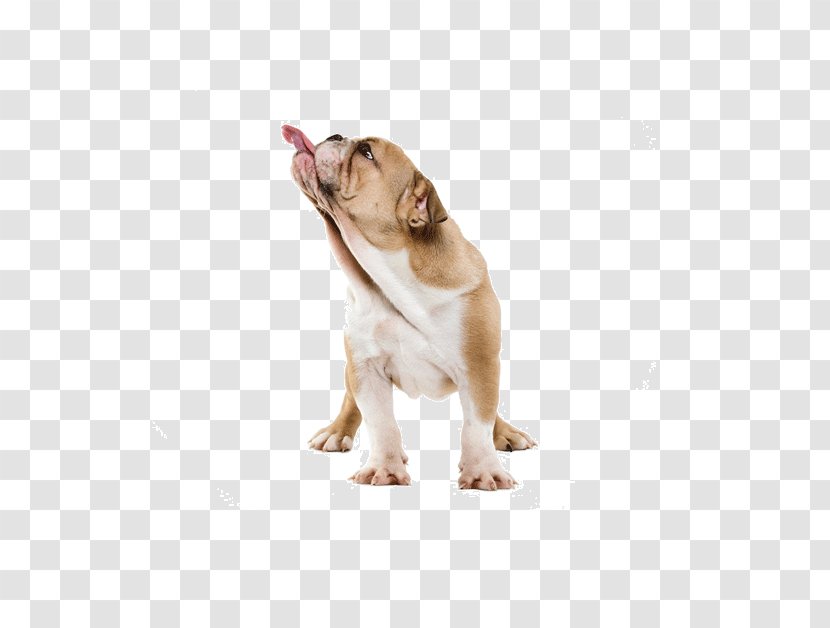 Australian Cattle Dog Pekapoo Maltese Puppy - Tongue Transparent PNG