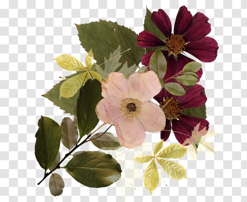 Flower - Drawing - Ping Transparent PNG