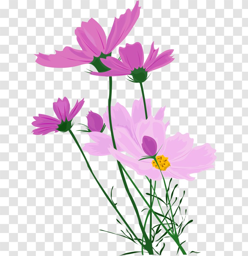 Wildflower - Cosmos - Wild Flowers Transparent PNG