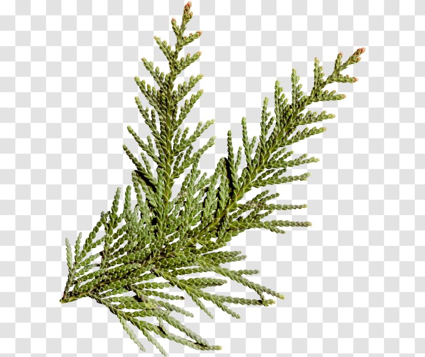 Conifers Pine Spruce Fir Tree - Branch Transparent PNG