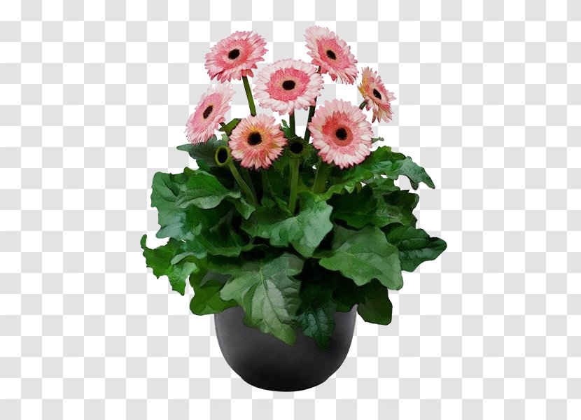 Watercolor Pink Flowers - Eurostar - Perennial Plant Daisy Family Transparent PNG