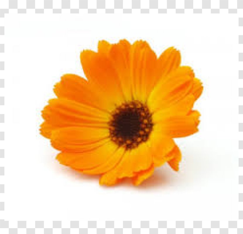 Marigolds English Marigold Medicinal Plants Mexican Flower - Autumn-flowers Transparent PNG