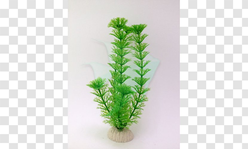 Houseplant Aquarium - Flowerpot - Plant Transparent PNG