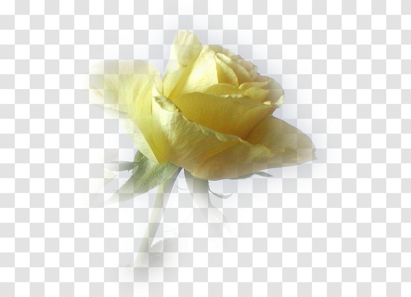 Flower Painting Ping - Yellow - EASTER Transparent PNG