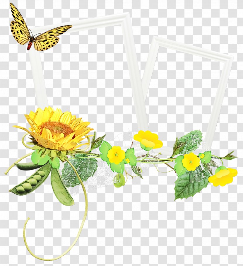 Flowers Background - Plant - Mayweed Daisy Transparent PNG