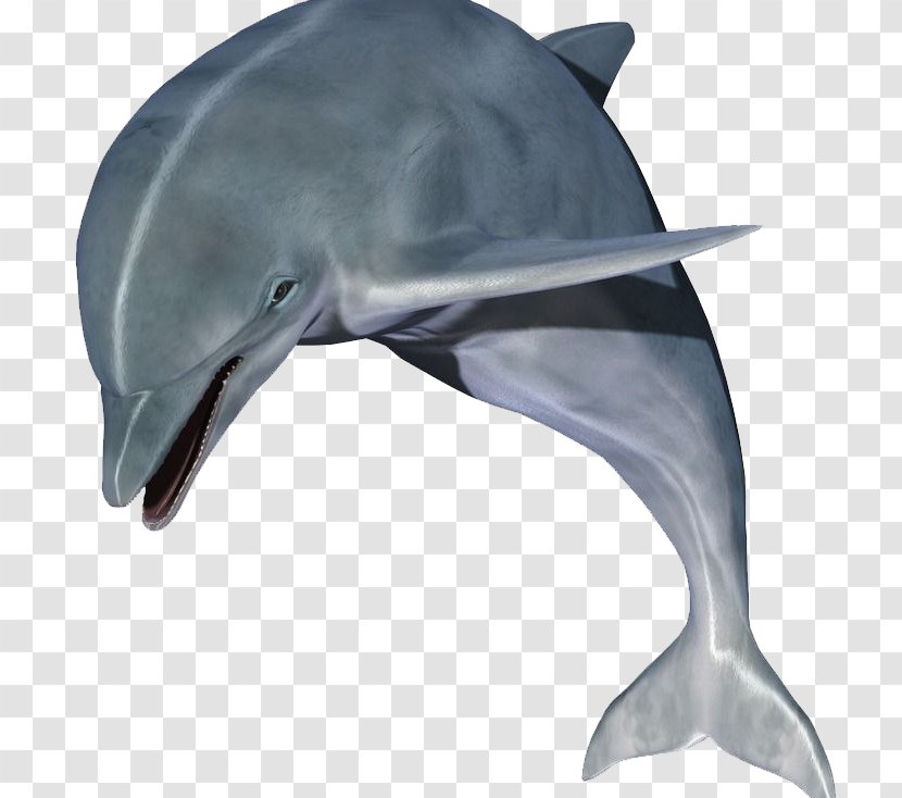 Puppy Dolphin Clip Art - Common Bottlenose - Gray Dolphins Transparent PNG