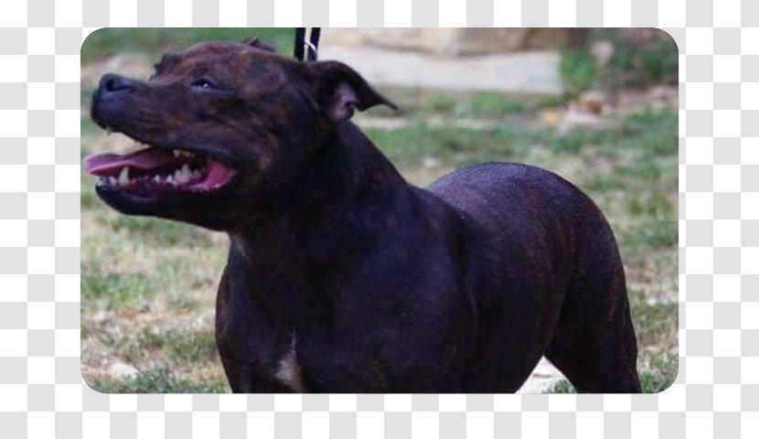 Dog Breed Staffordshire Bull Terrier American Pit Patterdale - Sporting Group - Dogue De Bordeaux Transparent PNG