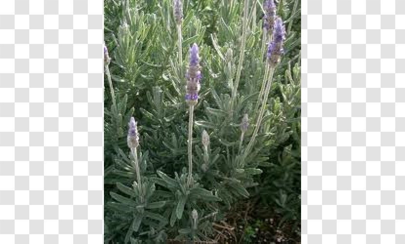 English Lavender French Plant Mints Leaf - Flowering Transparent PNG