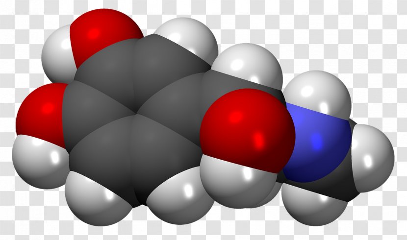 Adrenaline Hormone Chemistry Norepinephrine Neurotransmitter - Phenylethanolamine Nmethyltransferase - Science Transparent PNG